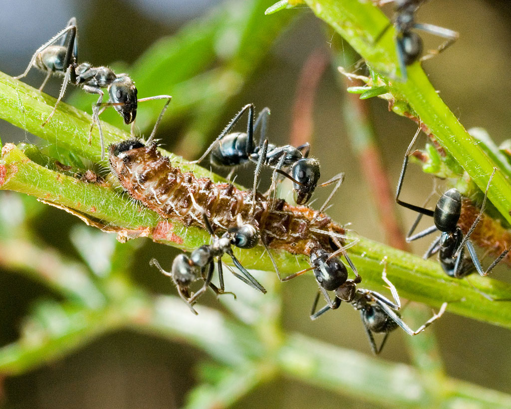 Hormigas protejiendo la oruga Hormigas protejiendo la oruga