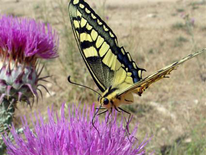 Mariposa extrahiendo el nectar de una flor Mariposa extrahiendo el nectar de una flor
